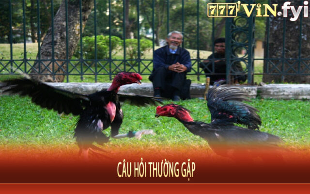 Câu Hỏi Thường Gặp